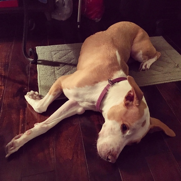 Meet your Posher, Diana - Picture 4 of 16